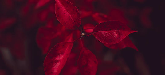 Image by Timothy Dykes