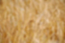 Field of wheat in background of text that says agriculture PR