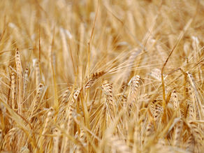 Leopold Conservation Award 2024