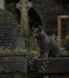 Image by Edward Howell