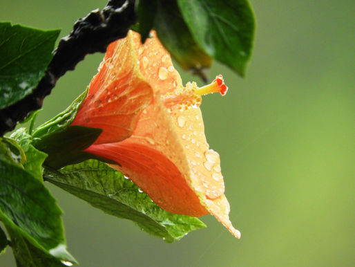 Gardens galore: Oak Creek woman fills 2 acres with plants - and waterfall, pond, walkways