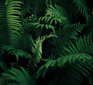 Image by Annie Spratt
