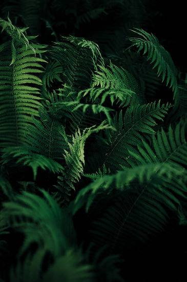 Image by Annie Spratt