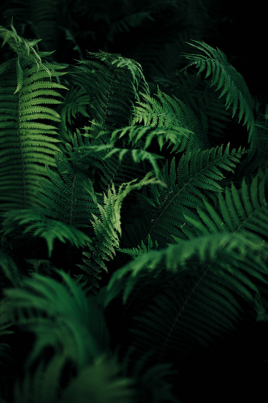 Image by Annie Spratt