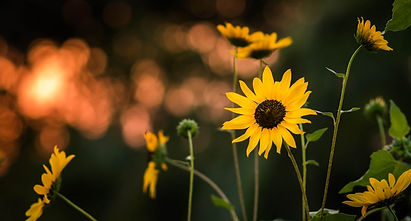 Image by Pris Pritam
