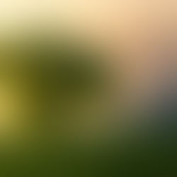 האם חוה הָיְתָה אֵם כָּל חָי?