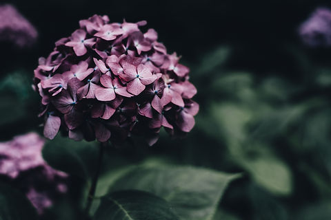 Image by Annie Spratt