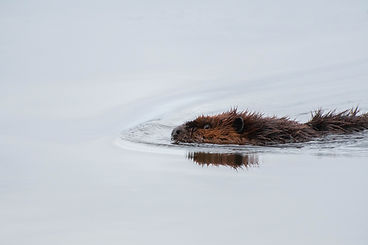 Beaver