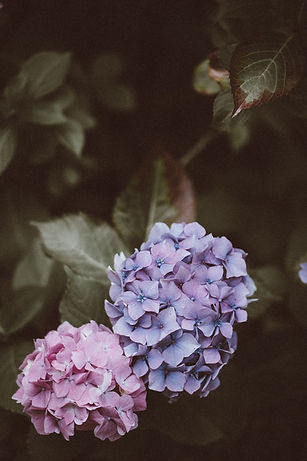 Image by Annie Spratt