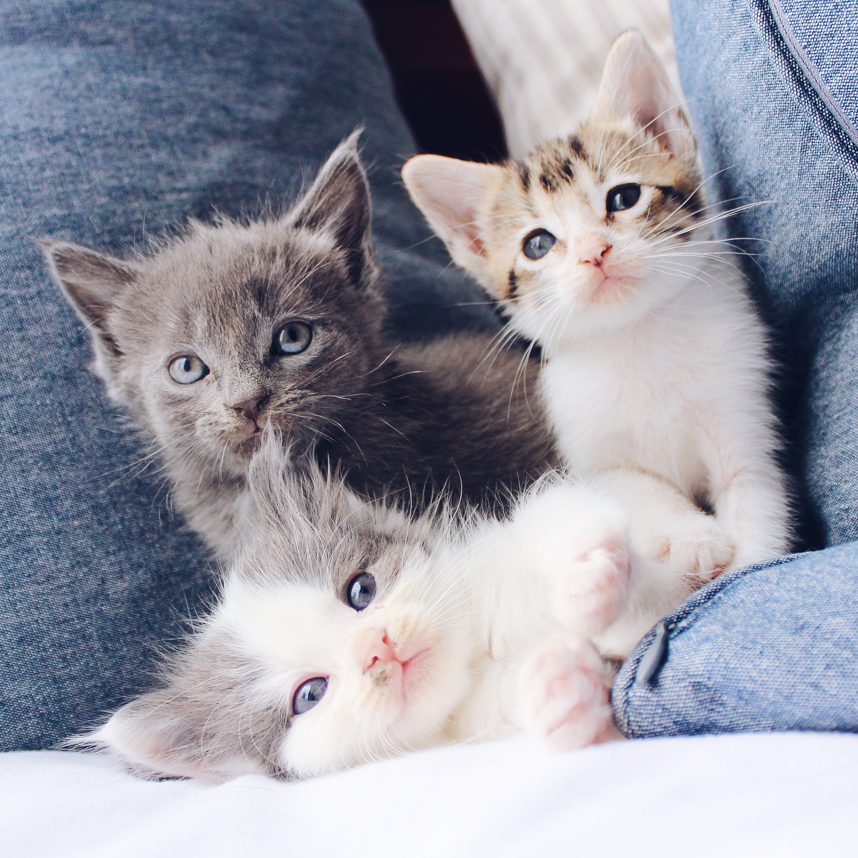 Image by The Lucky Neko