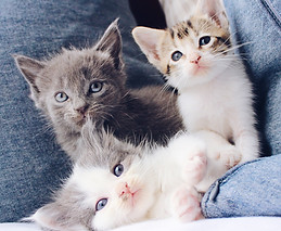 Image by The Lucky Neko
