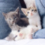sistema inmunológico del gato
