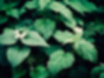 Foraging - SORRY NOT AVAILBLE £10.00