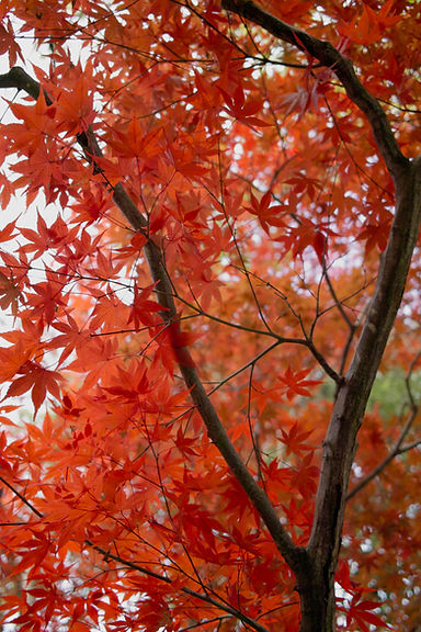 Image by Takemaru Hirai