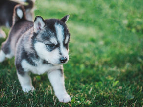 Dog Names That Start With A (300+ Unique Ideas for 2026)