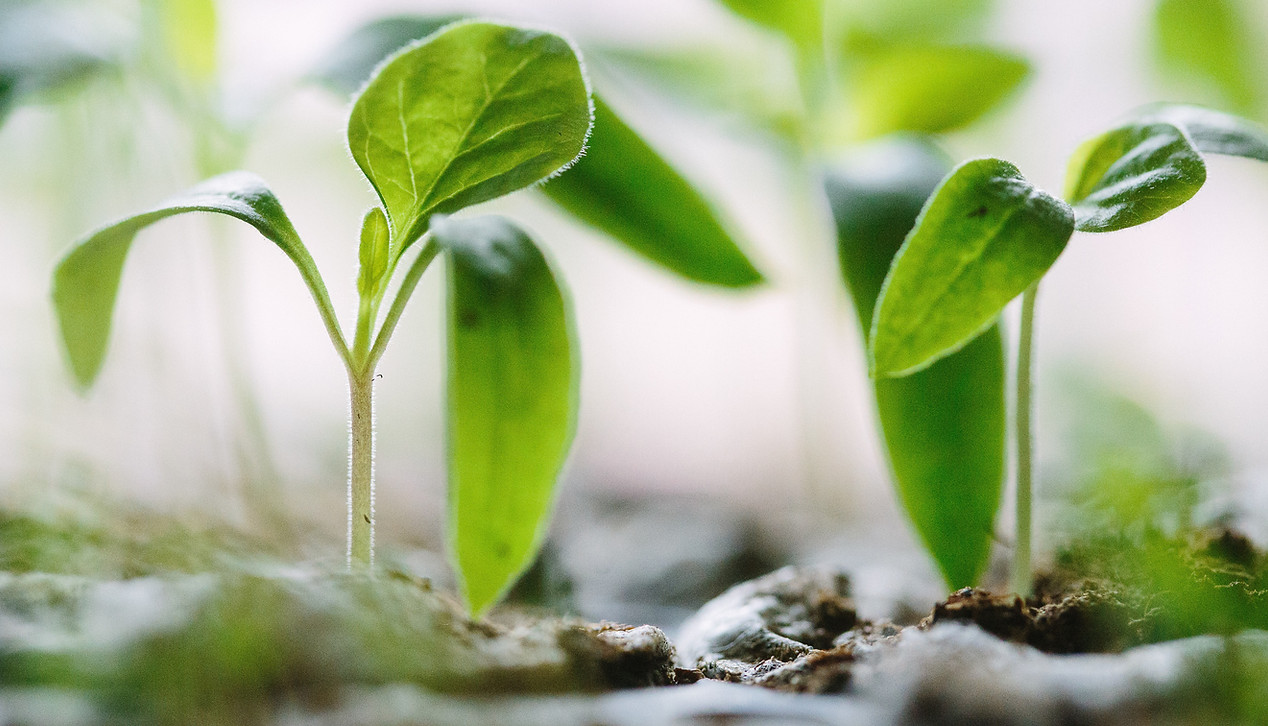 Image de Francesco Gallarotti