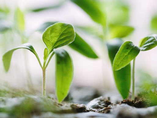 The Lessons Of The Parable Of The Sower