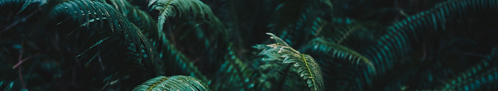 Image by Amanda Edwardsen