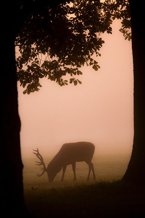 Image by Diana Parkhouse