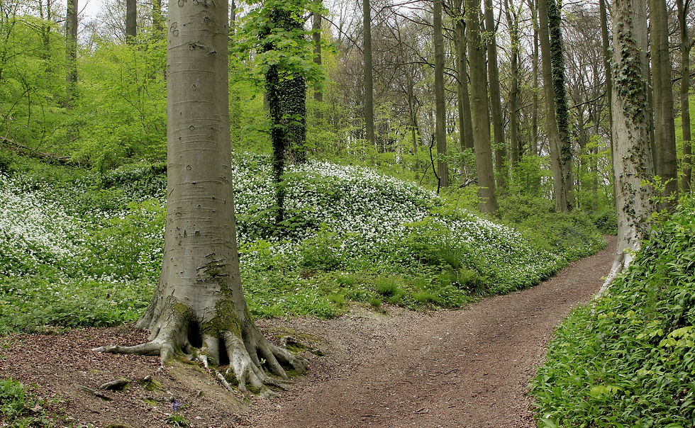Image by Hubert Van den Borre