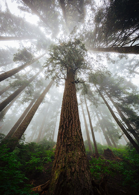 Image by Dave Hoefler