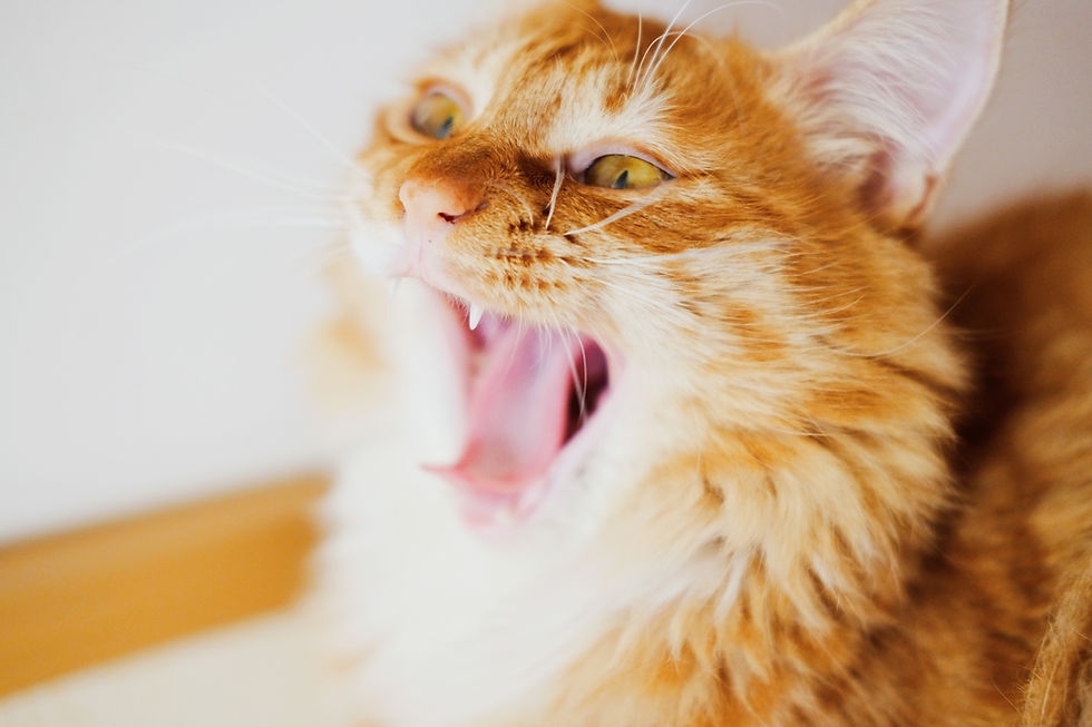 A yellow cat with mouth wide open.