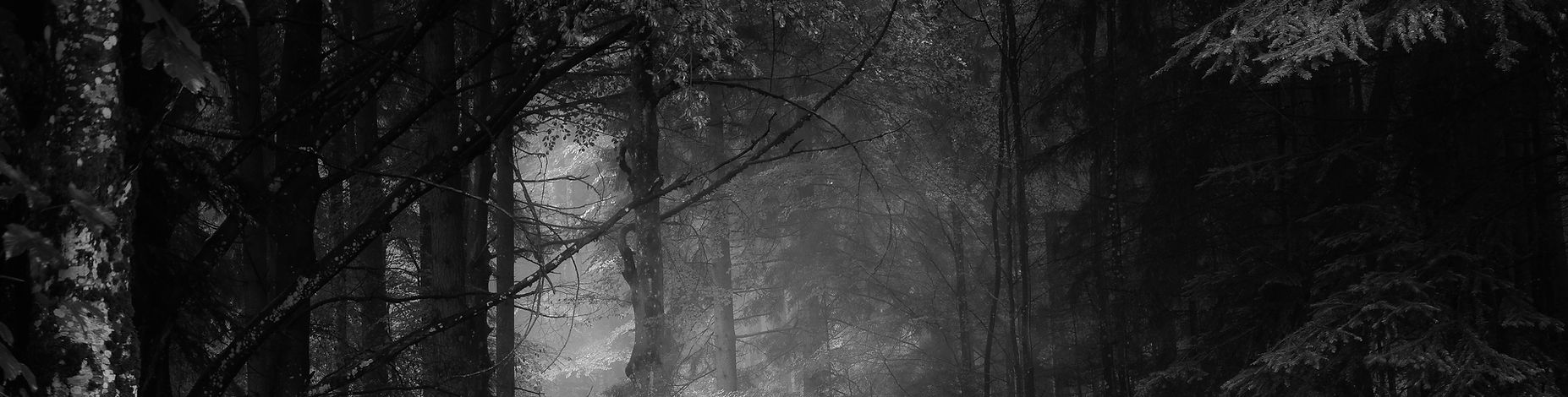 Image by Simon Berger