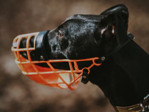 The Importance of Muzzle Training