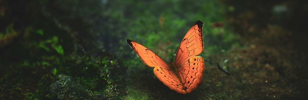 Image by Soumyojit Sinha