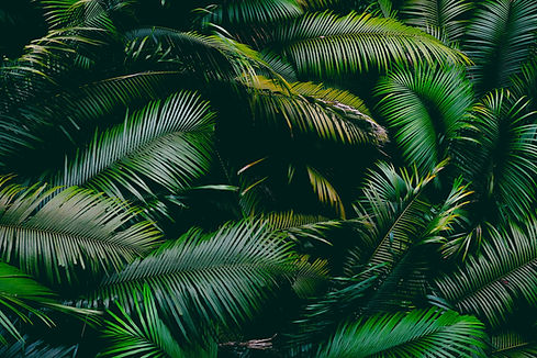 Nonprofit Marketing Agency, Branding + Marketing Agency, Seattle, Bellingham, Kailua-Kona, Hawaii