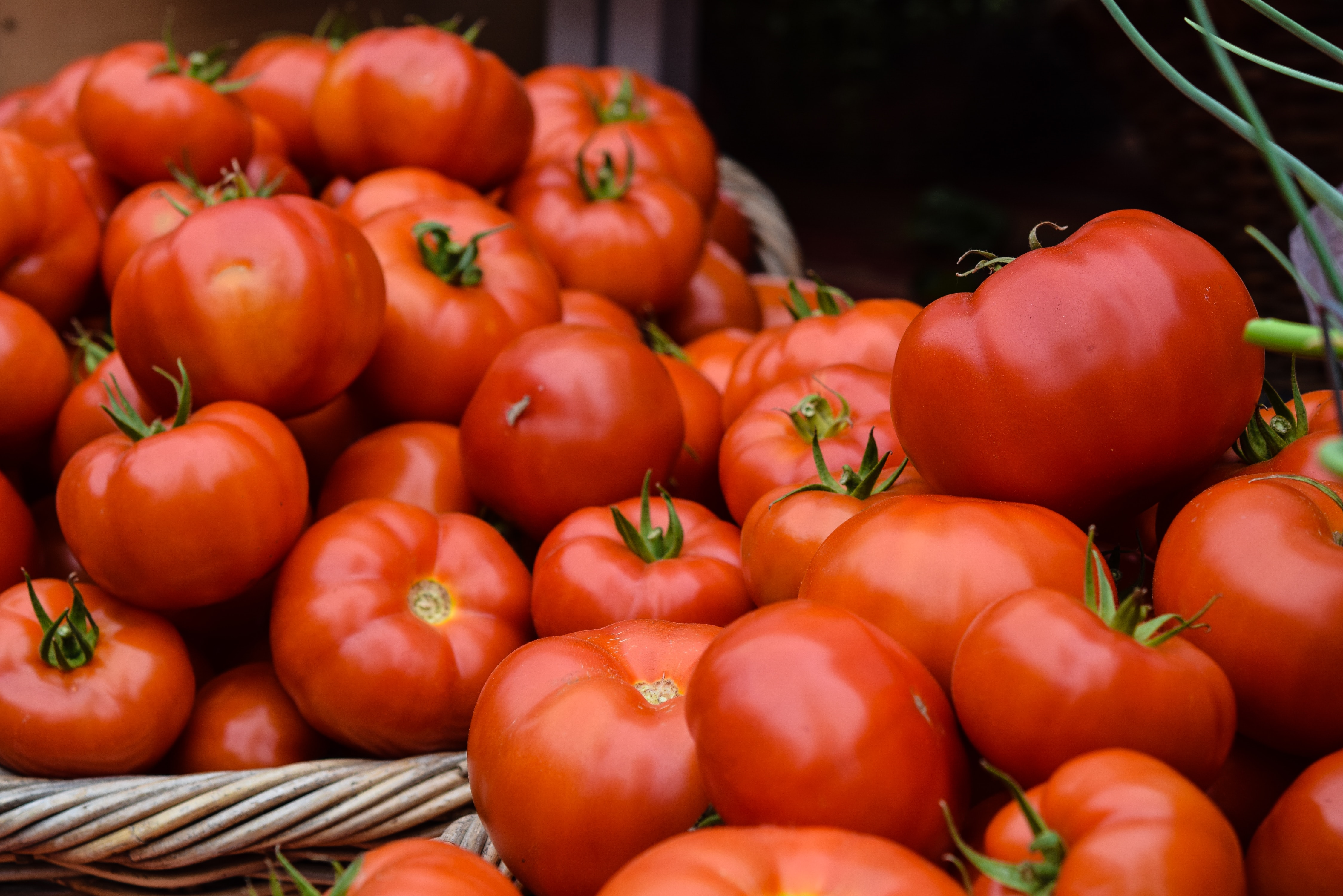 Tomates Ronde No2