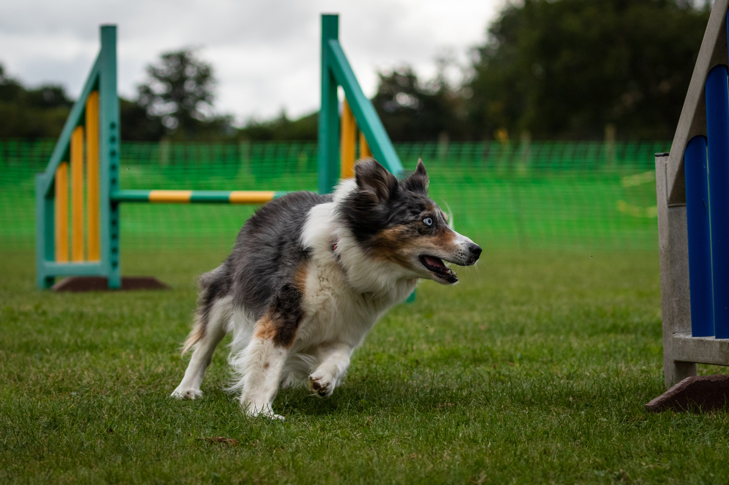 Advanced Dog Agility Classes in Herefordshire