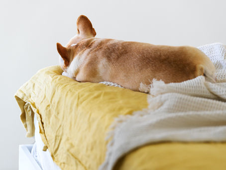 Should I Let My Dog Sleep On My Bed?