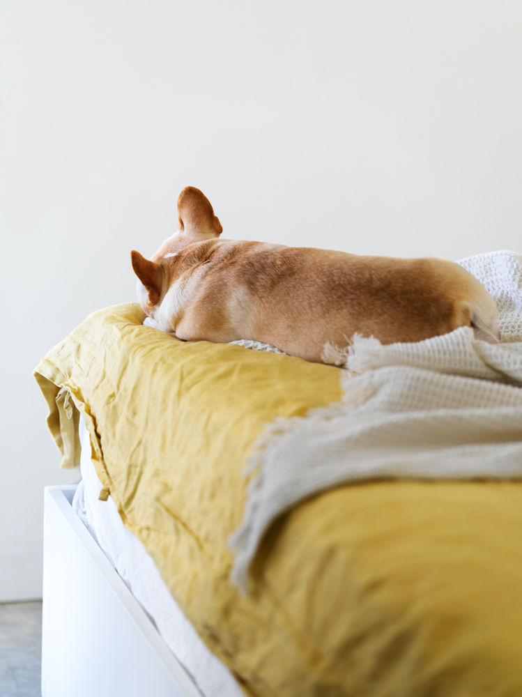 Should I Let My Dog Sleep On My Bed 