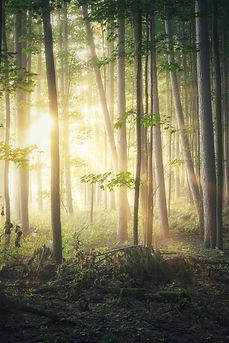 Image by Michael Krahn
