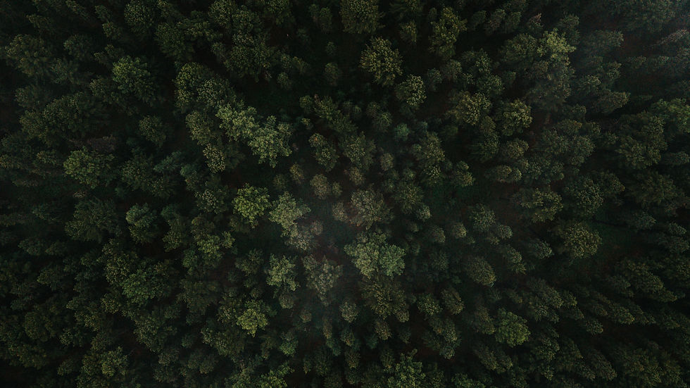 Image by Altansukh E