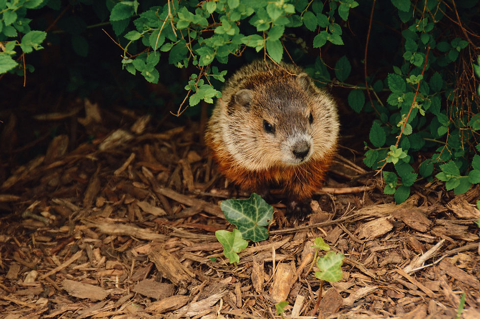 Woodchuck