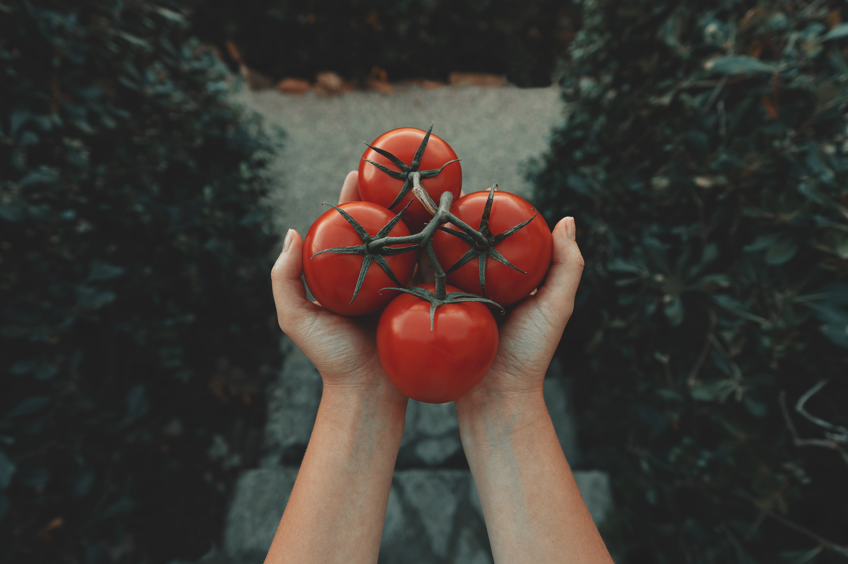 Image by Clay Banks