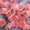 Thumbnail: Foaming Body Sugar Scrub - Holla Sakura!