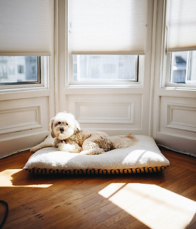 Image by Matthew Hamilton