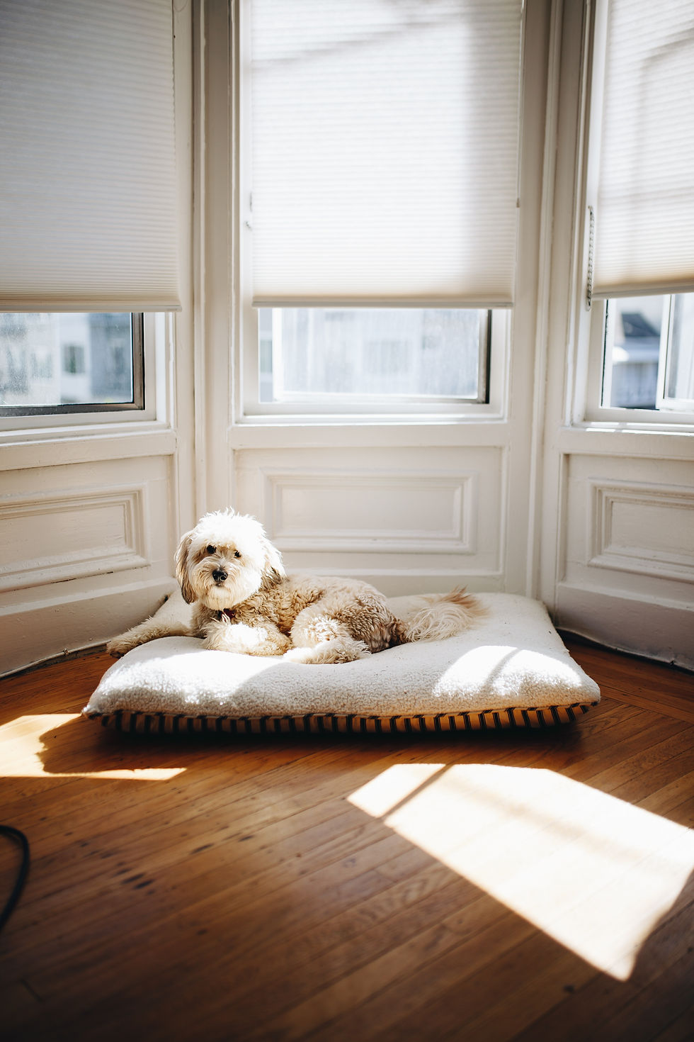 Image by Matthew Hamilton