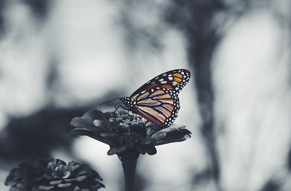 Image by Noah Silliman
