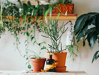 Image by Brina Blum