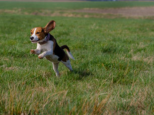 Beagle dog joyfully jumping in field having healthy joints with a preventative pet health strategy and Adequan