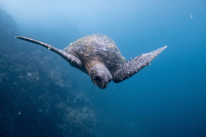 Galapagos eilanden