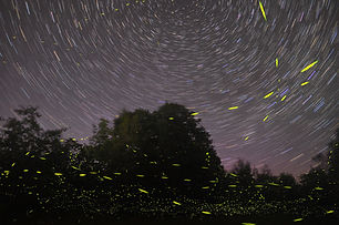 Image by Mike Lewinski