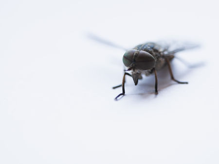 How To Get Rid of Fruit Flies