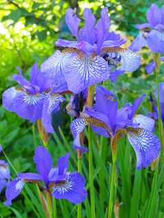 Flowers Image by Anastasiya Romanova