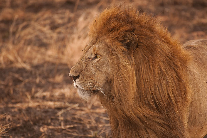 Image by Amar Yashlaha