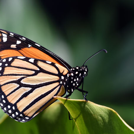                           The Story of the Butterfly
